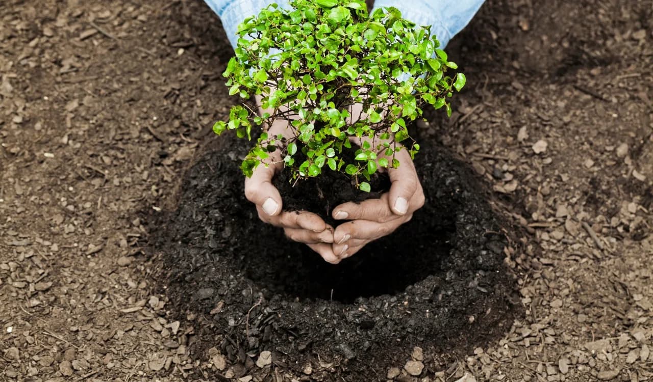 tree planting service card